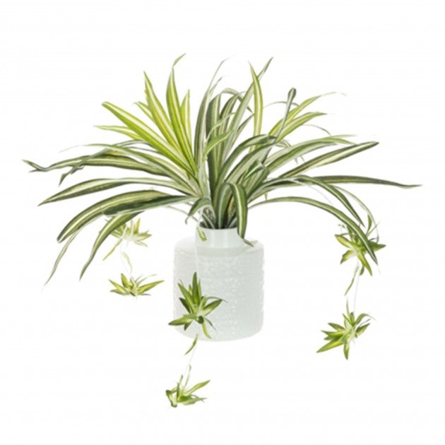 Spider plants grow by creating off-shoots, fed by the mother plant until they can grow roots and multiply.
